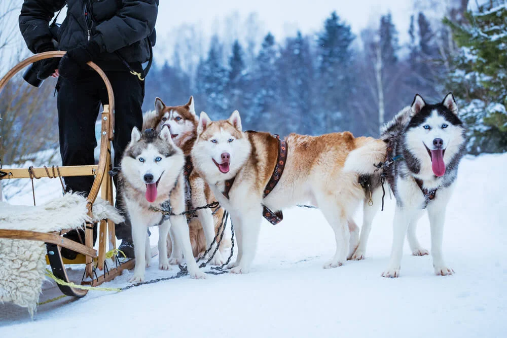 Team of huskies harnessed to a wooden dog sled in the snow